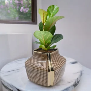 Vases/Pots